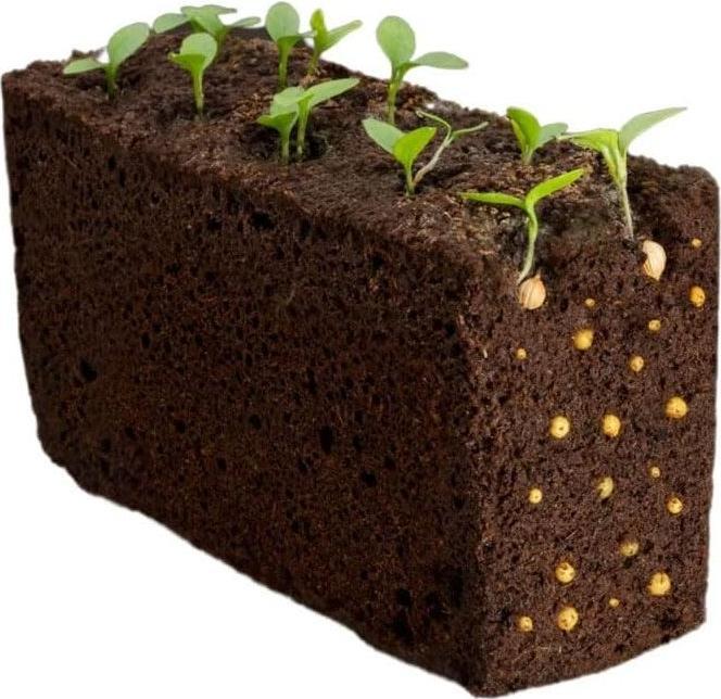 Produktbild Véritable Bio-Koriander (Kräutersamen)