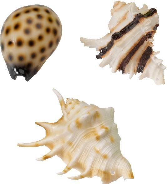 Europet Coquillages, 8.5 x 10 cm, assorties (Décoration, autres bâtiments)