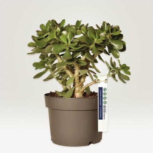 Actual product image Avery Loop pendant
