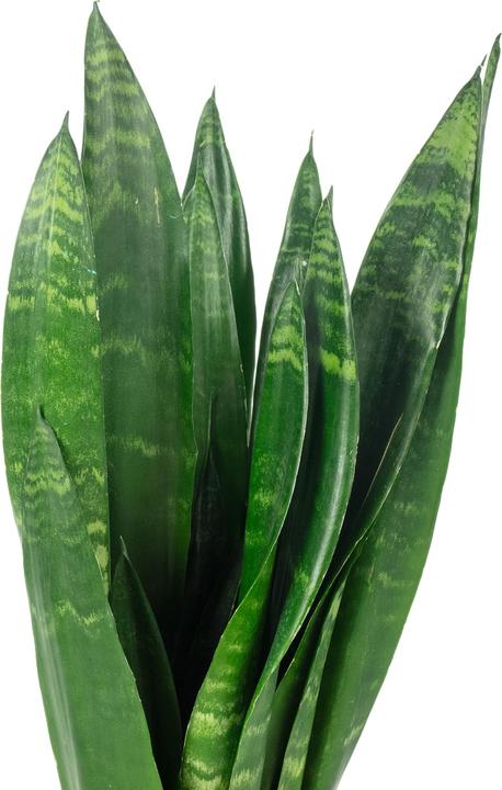 Actual product image Flowerbox Bogenhanf - Sansevieria trif. Black Coral