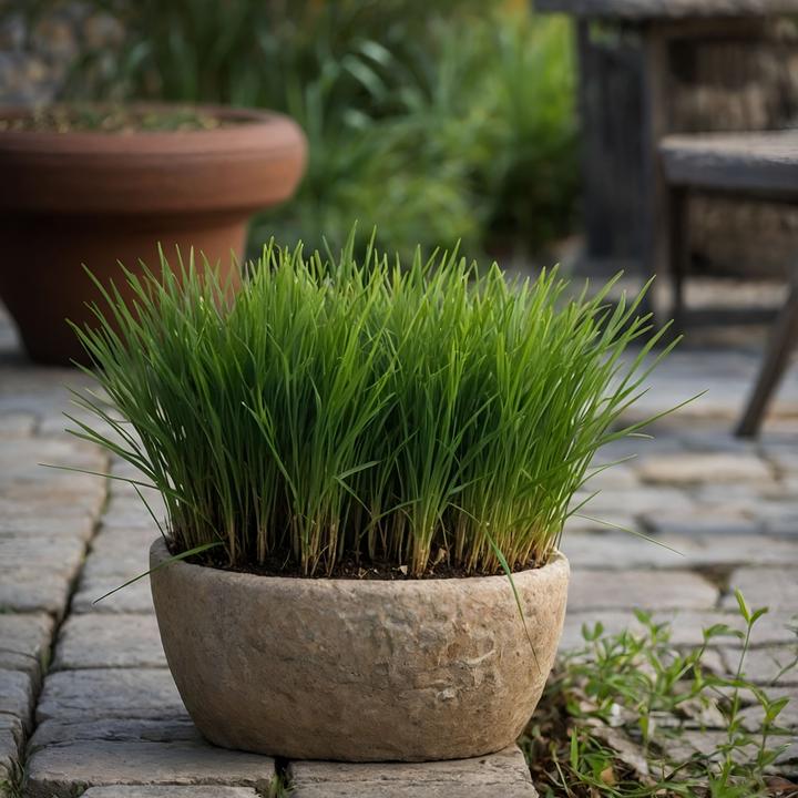 Produktbild Plant in a Box Cyperus zumula - 6er Set Zyperngras (30 cm)