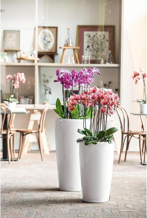 Immagine prodotto Lechuza Rondo (32.50 x 56.50 cm)