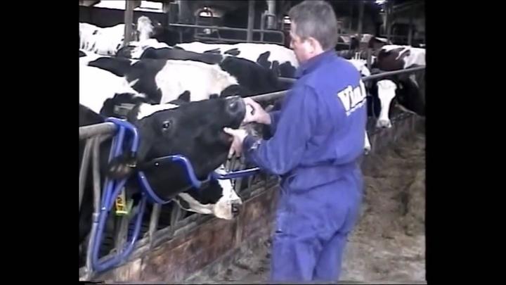 Actual product image Kerbl Vink headrest for cows