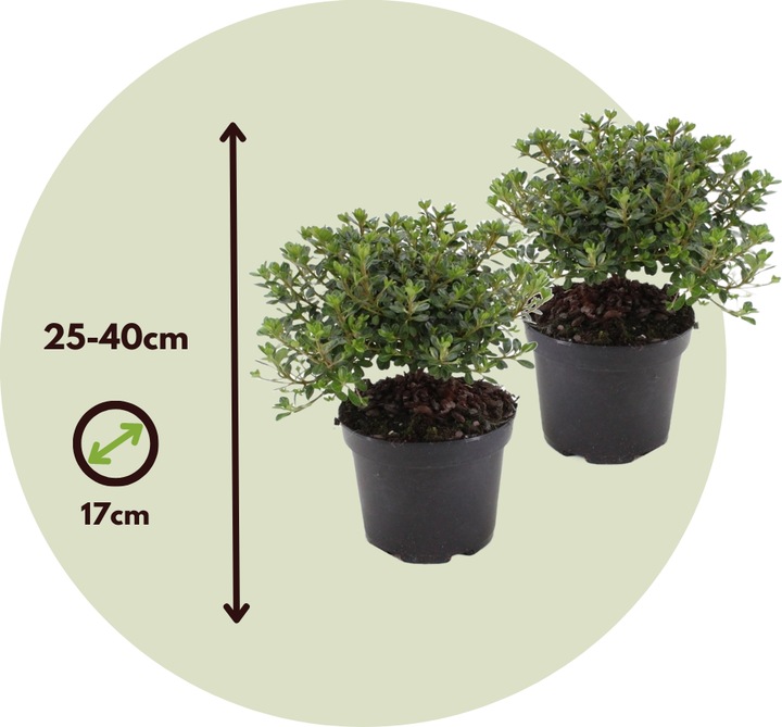 Produktbild Plant in a Box Rhododendron azalea 'Anouk' - 2er Set Azalee (25 cm)