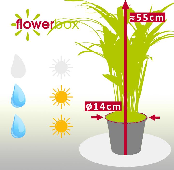 Actual product image Flowerbox Gold fruit palm - Areca Dypsis Lutescens (55 cm)