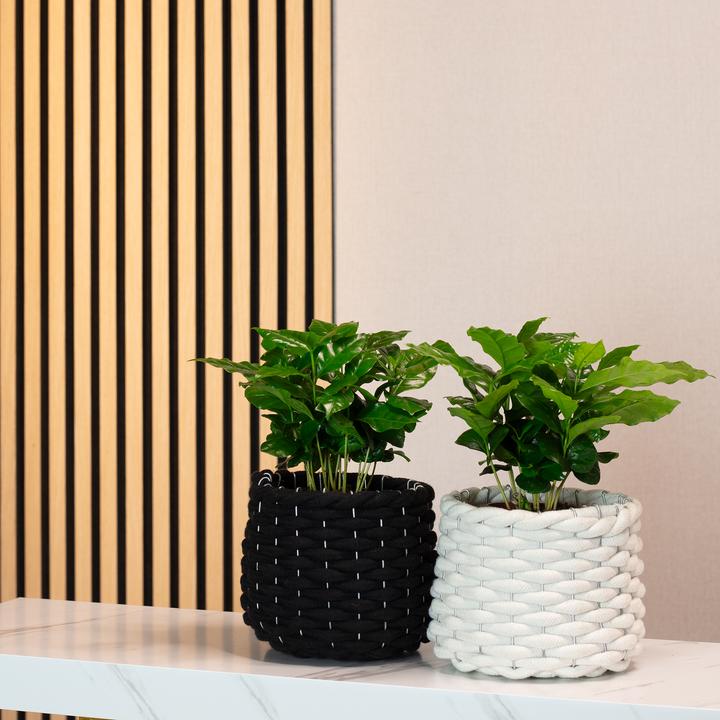 Produktbild Flowerbox 2er-Set Kaffeepflanze - Coffea Arabica (20 cm)