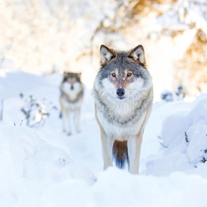 Produktbild Wölfe/Wolves 2026