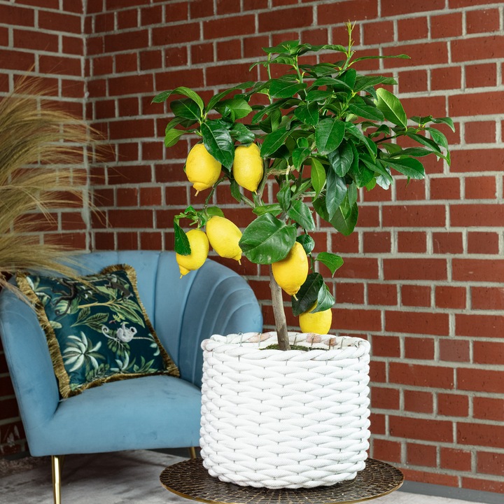 Actual product image Flowerbox Lemon tree - height ca. 60 cm, pot-Ø 19 cm - Citrus Limon (40 cm)