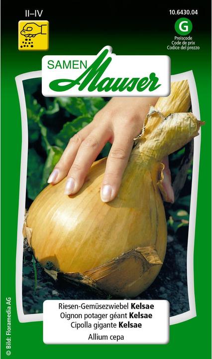 Samen Mauser Riesen-Gemüsezwiebel Kelsae (Blumenzwiebeln)