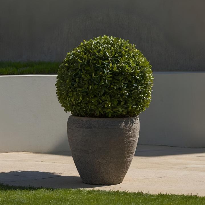 Produktbild Plant in a Box Ilex crenata 'Jenny' - 2er-Set Japanische Stechpalme (30 cm)