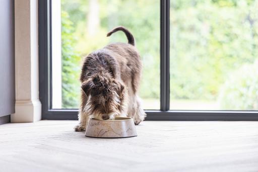 Actual product image Designed by Lotte Dog bowl Meis (0.16 l)