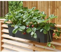 Actual product image Orthex Bracket for flower box