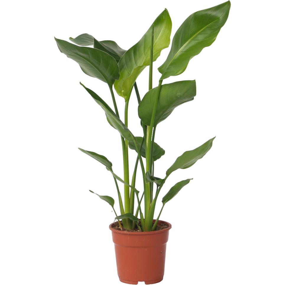 Plant in a Box, Pflanzen, Strelitzia Nicolai - Paradiesvogelblume (55 cm)