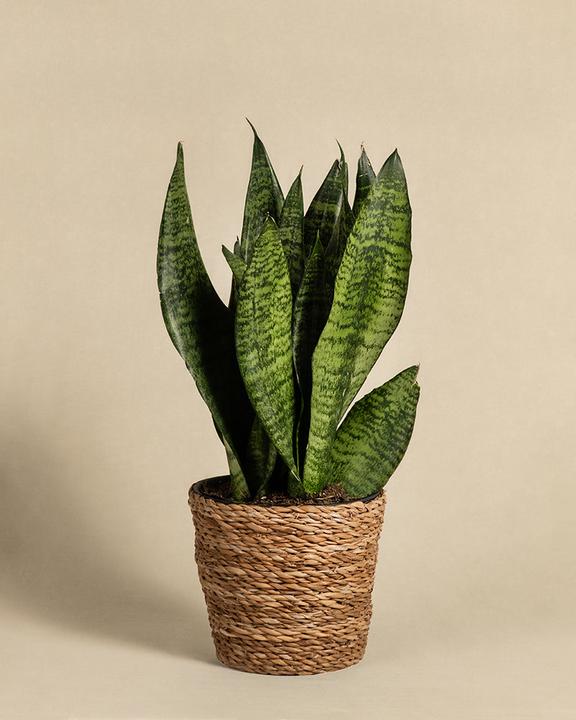 Produktbild feey Grüne Schwiegermutterzunge (35 cm, Frisch umgetopft)