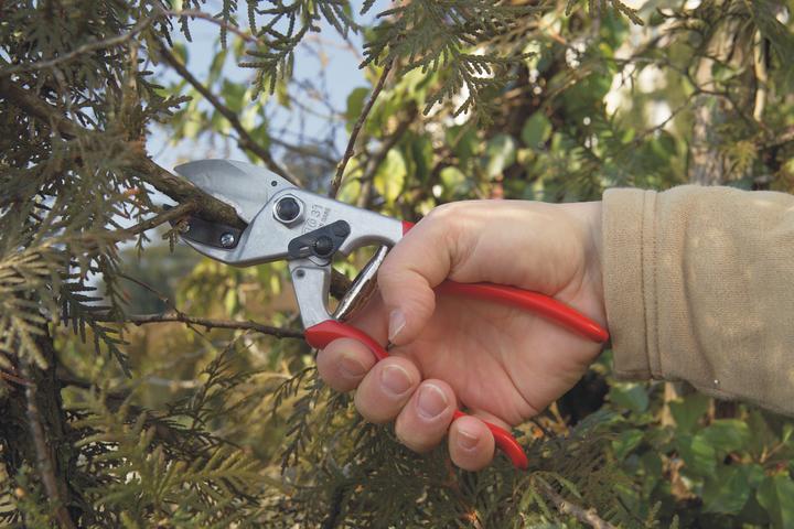 Actual product image Felco 31 Professional anvil pruning shears