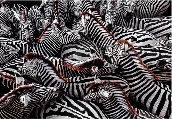 Immagine prodotto Clementoni Puzzle National Geographics - Zebra, 1000 pezzi. (1000 pezzi)