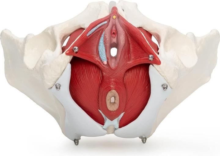 Immagine prodotto Cranstein Scientific Weibliches Becken Modell A-371 mit Organen