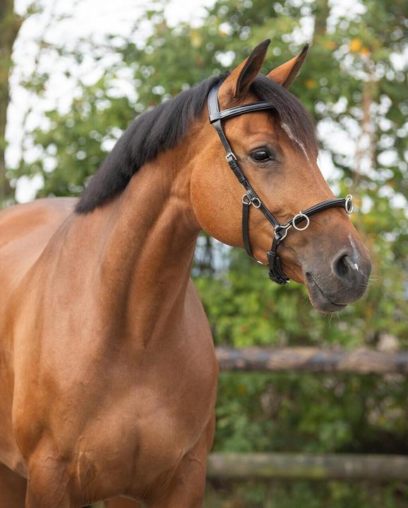 Actual product image Qhp Leather horse stall
