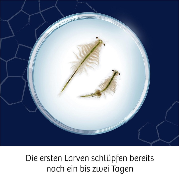 Produktbild Kosmos FunScience Wuselnde Salzkrebse
