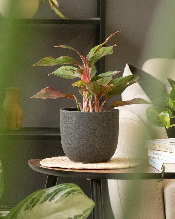 Produktbild feey Direito (16.20 x 15.50 cm)