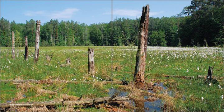Produktbild Mecklenburgs alte Buchenwälder (Deutsch, Klaus Borrmann, 2012)