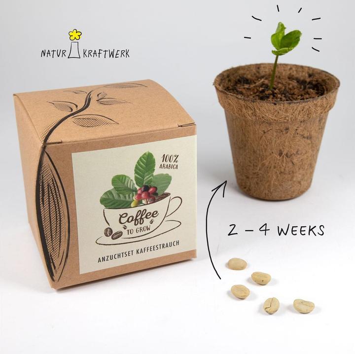 Produktbild Naturkraftwerk Anzuchtset Coffee-to-grow mit Kaffeesaatgut