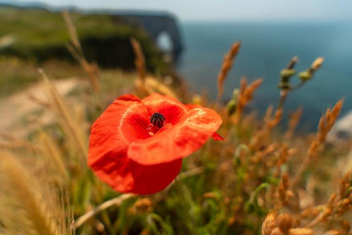 Produktbild Tamron AF 17-50mm F/4 Di III VXD Sony FE (Sony E, Vollformat)