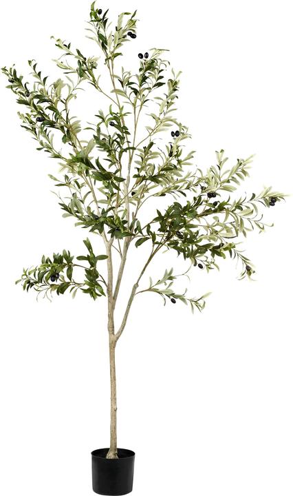 Actual product image Beliani Olive Tree (178 cm)