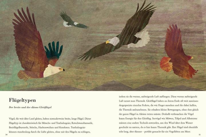 Produktbild Die Feder (Deutsch, Britta Teckentrup, 2018)