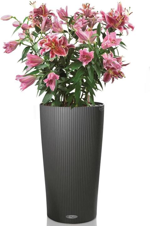 Produktbild Lechuza Cilindro 32 (32 x 56 cm)