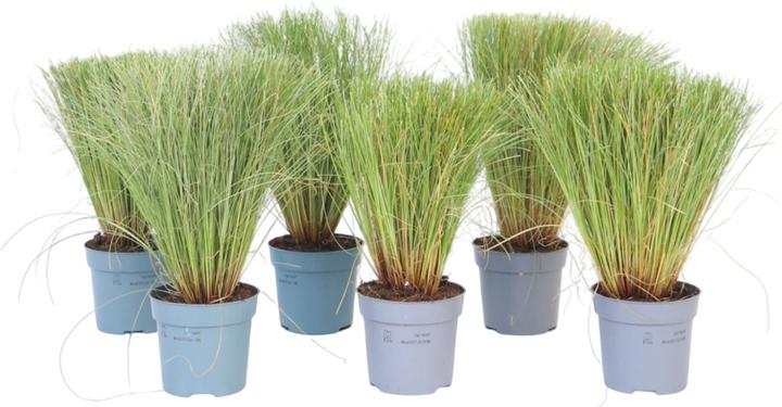 Actual product image Plant in a Box Carex Bronco - set of 6 ornamental grasses (15 cm)