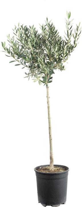 Actual product image Flowerbox Olive tree - Olea europaea (110 cm)