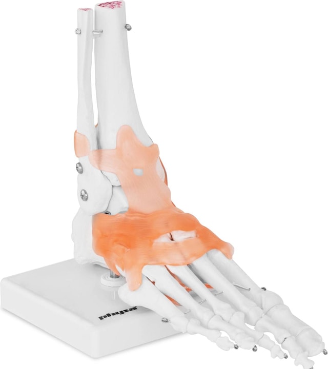 Actual product image Physa Foot skeleton model