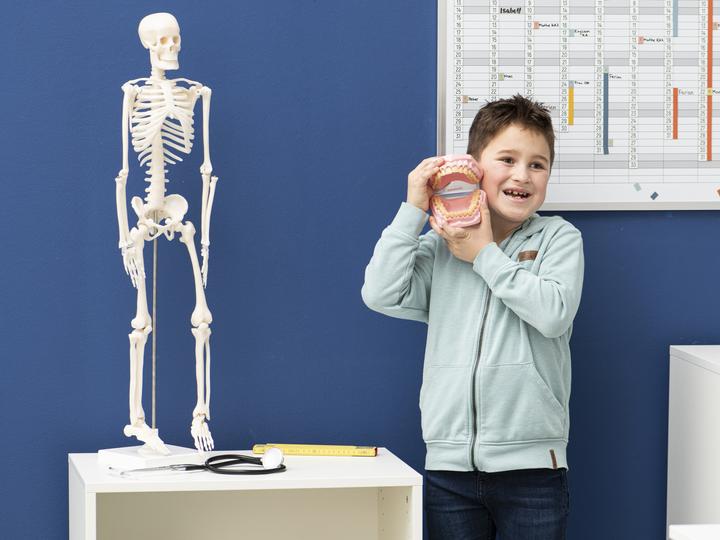 Immagine prodotto Betzold Modello masticatorio e dentale