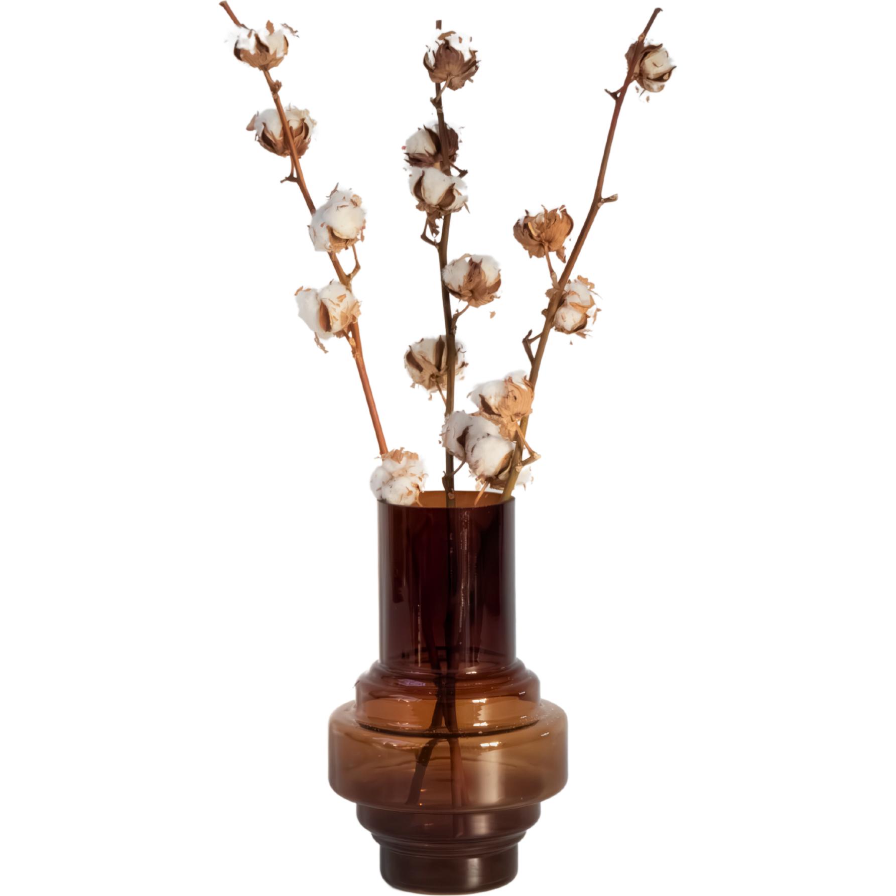 Plant in a Box, Pflanzen, Cotton Branch - (40 cm)