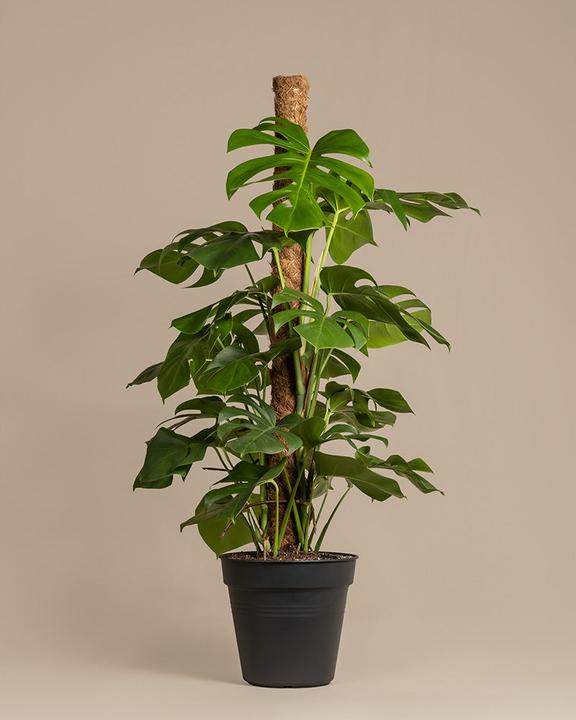 Image du produit feey Monstera XL (120 cm, Fraîchement rempotés)