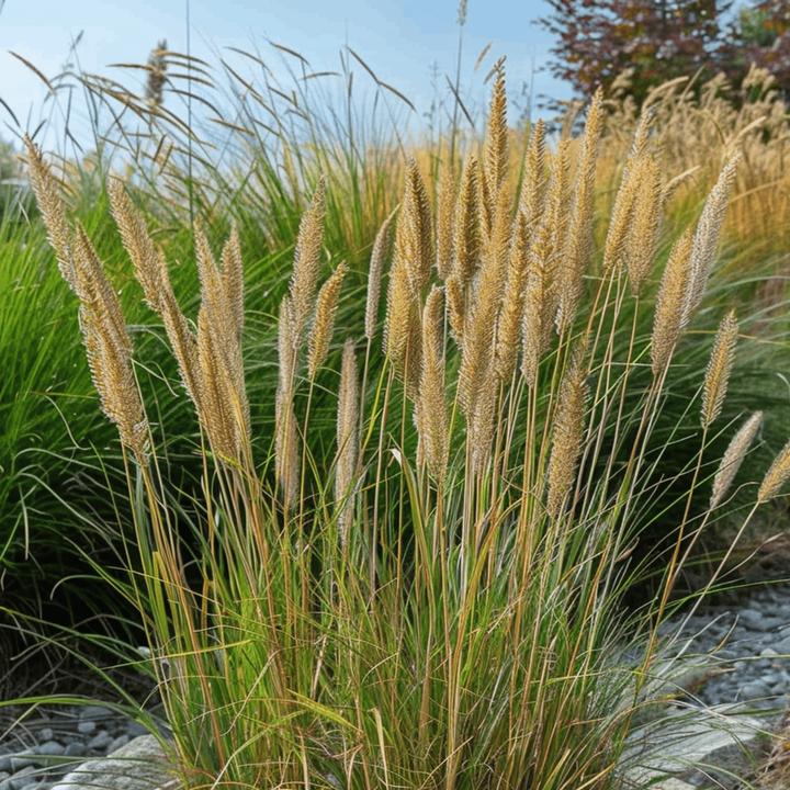Immagine prodotto Plant in a Box Calamagrostis acutiflora x 'Overdam' - Set di 2 erbe a grappolo (20 cm)