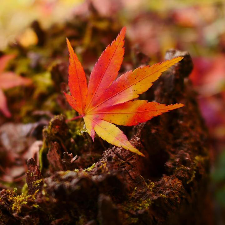 Produktbild Panasonic Leica DG Summilux 15mm / F1.7 Asph. (Micro Four Thirds, Micro Four Thirds)