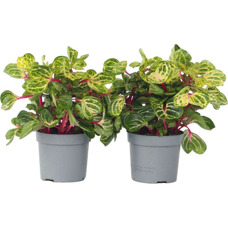 Plant in a Box, Pflanzen, Iresine Herbstii (20 cm)