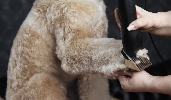 Actual product image Moser Max 50 (Dog, Cat)