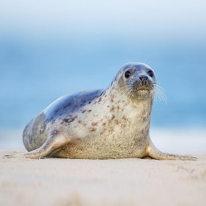 Produktbild Nordsee/Northern Sea 2026 (30 x 30 cm, Weicher Einband, Deutsch, Spanisch, Französisch, Tschechisch, Polnisch, Niederländisch, Italienisch, Englisch)