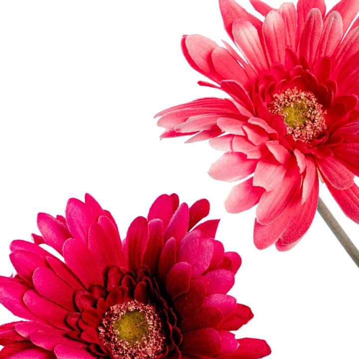 Productafbeelding DPI Gerbera (56 cm)