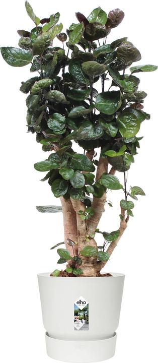 Produktbild Elho Greenville (47 cm)