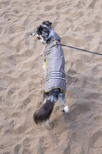 Immagine prodotto Beeztees Seja (52, Cappotto impermeabile per cani)