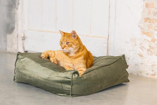 Actual product image Designed by Lotte Cat cushion Velveti (Cat)