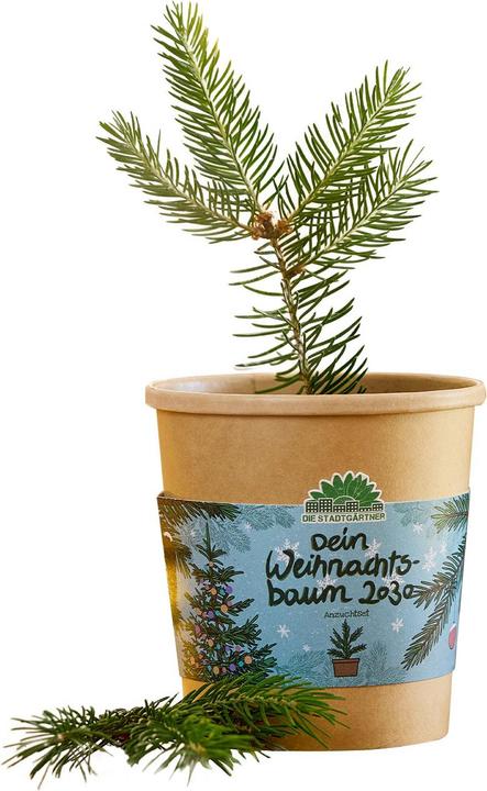 Die Stadtgärtner Hochwertiges Fichten-Anzuchtset für Ihren eigenen Weihnachtsbaum für 2030