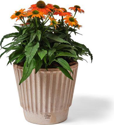 Actual product image Jaco Toscana Bronte