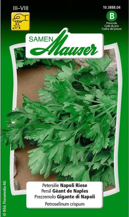 Actual product image Samen Mauser Parsley Napoli Giant (Herb seeds)