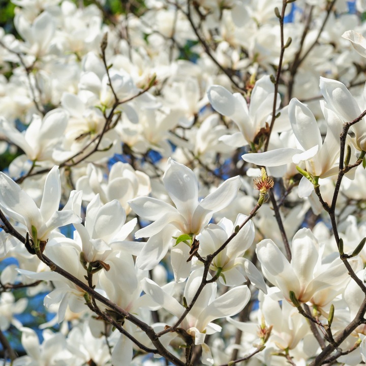 Produktbild Plant in a Box Magnolia Stellata - 3er Set Magnolie (25 cm)