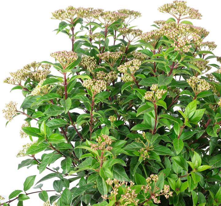 Produktbild Flowerbox Lorbeer-Schneeball - Viburnum tinus 'Spirit'